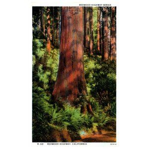 Vintage Postcard Redwoods Forest Tall Trees Highway Series California